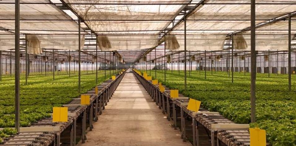 Gothic Greenhouses for Agricultural Production