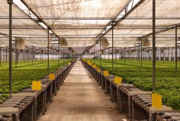 Gothic Greenhouses for Agricultural Production
