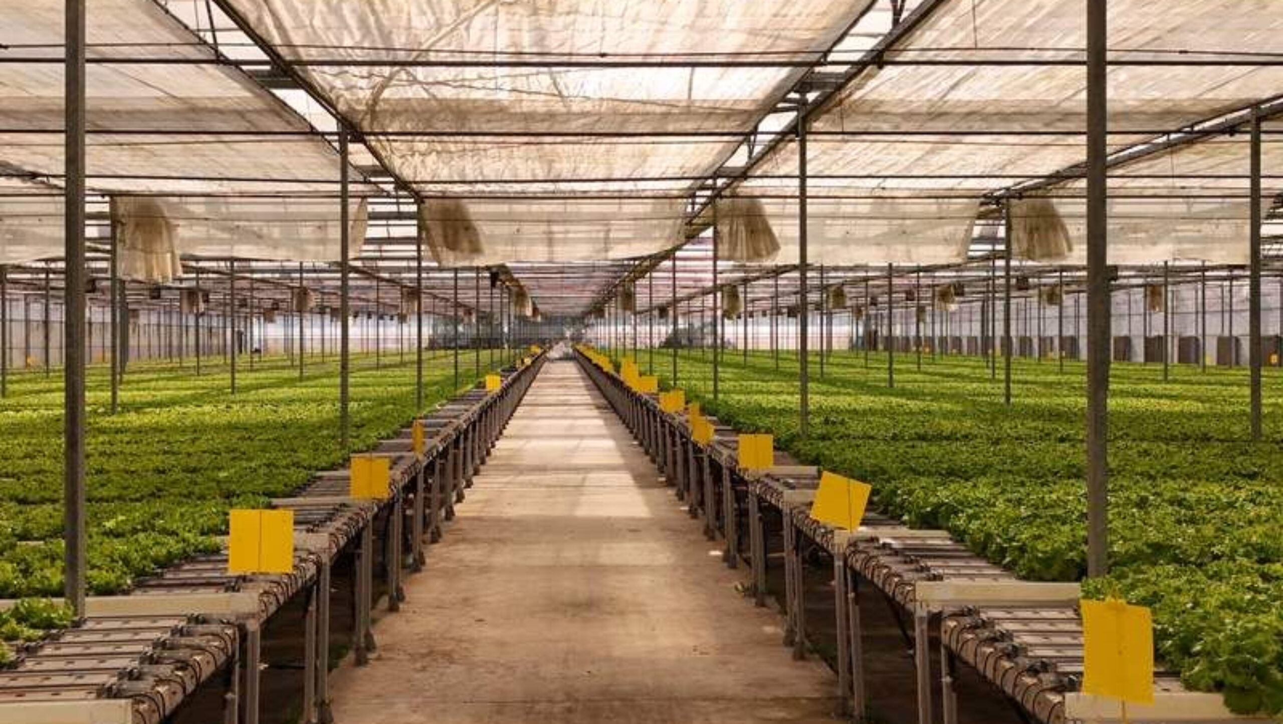 Gothic Greenhouses for Agricultural Production