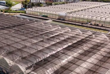 Gothic Greenhouses for Agricultural Production EG-D-F04934