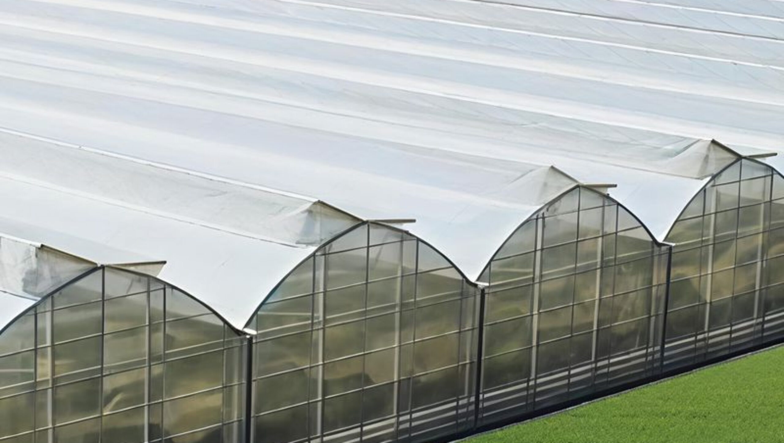 Gothic Greenhouses for Agricultural Production EG-D-F04934