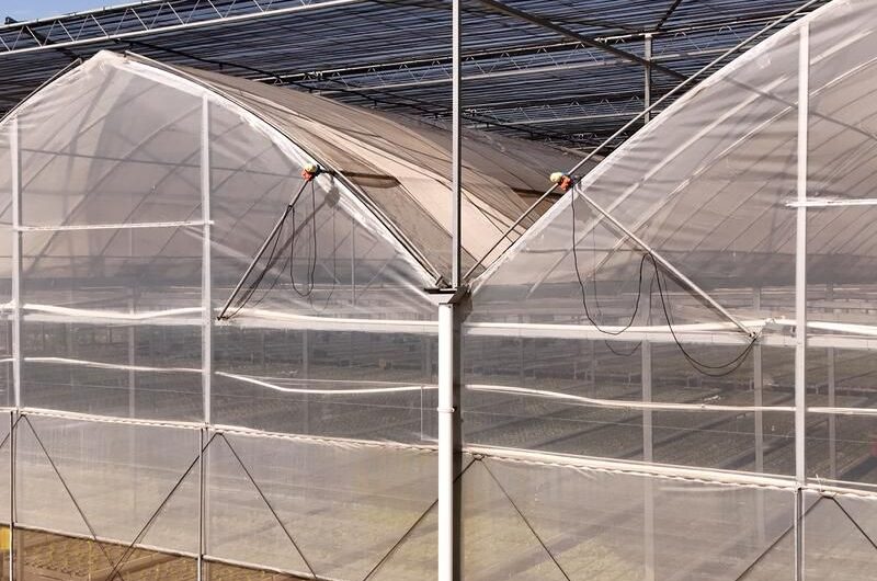 Gothic Greenhouses for Agricultural Production EG-D-F04934
