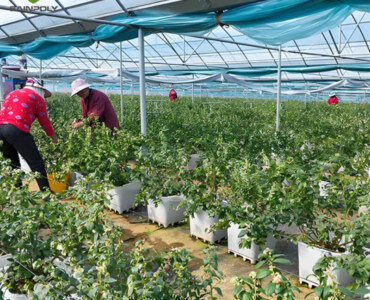 ECO Green House Blueberry Greenhouse
