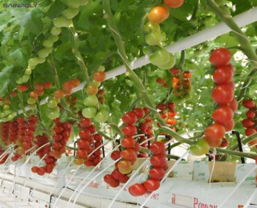 ECO Green House Tomato Greenhouse