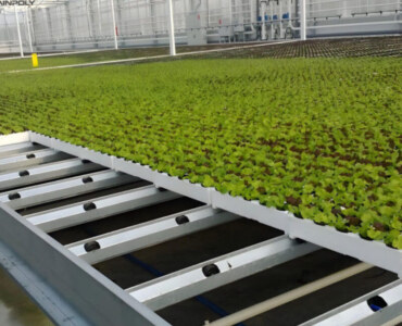 ECO Green House Lettuce Greenhouse