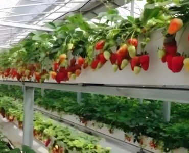 ECO Green House Strawberry Greenhouse
