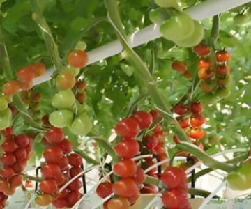 ECO Green House Tomato Greenhouse