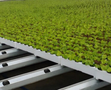 ECO Green House Lettuce Greenhouse
