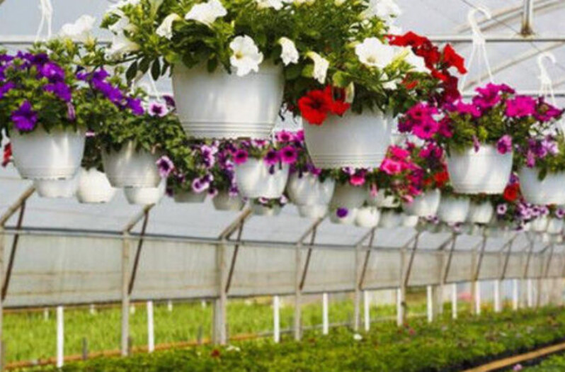 ECO Green House Flower Greenhouse