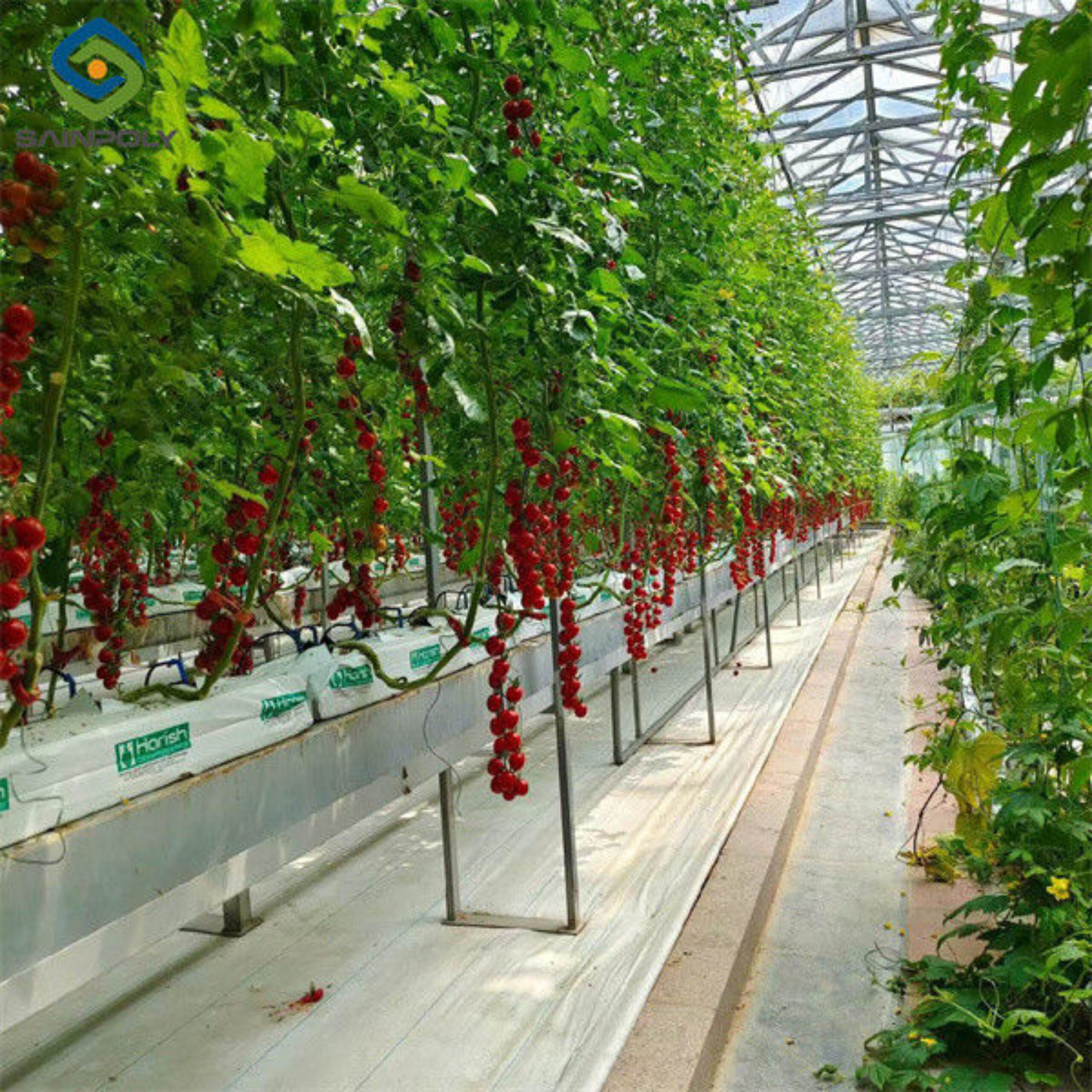 Greenhouse Hydroponics Gutter System With Grow Bags For Growing Tomato
