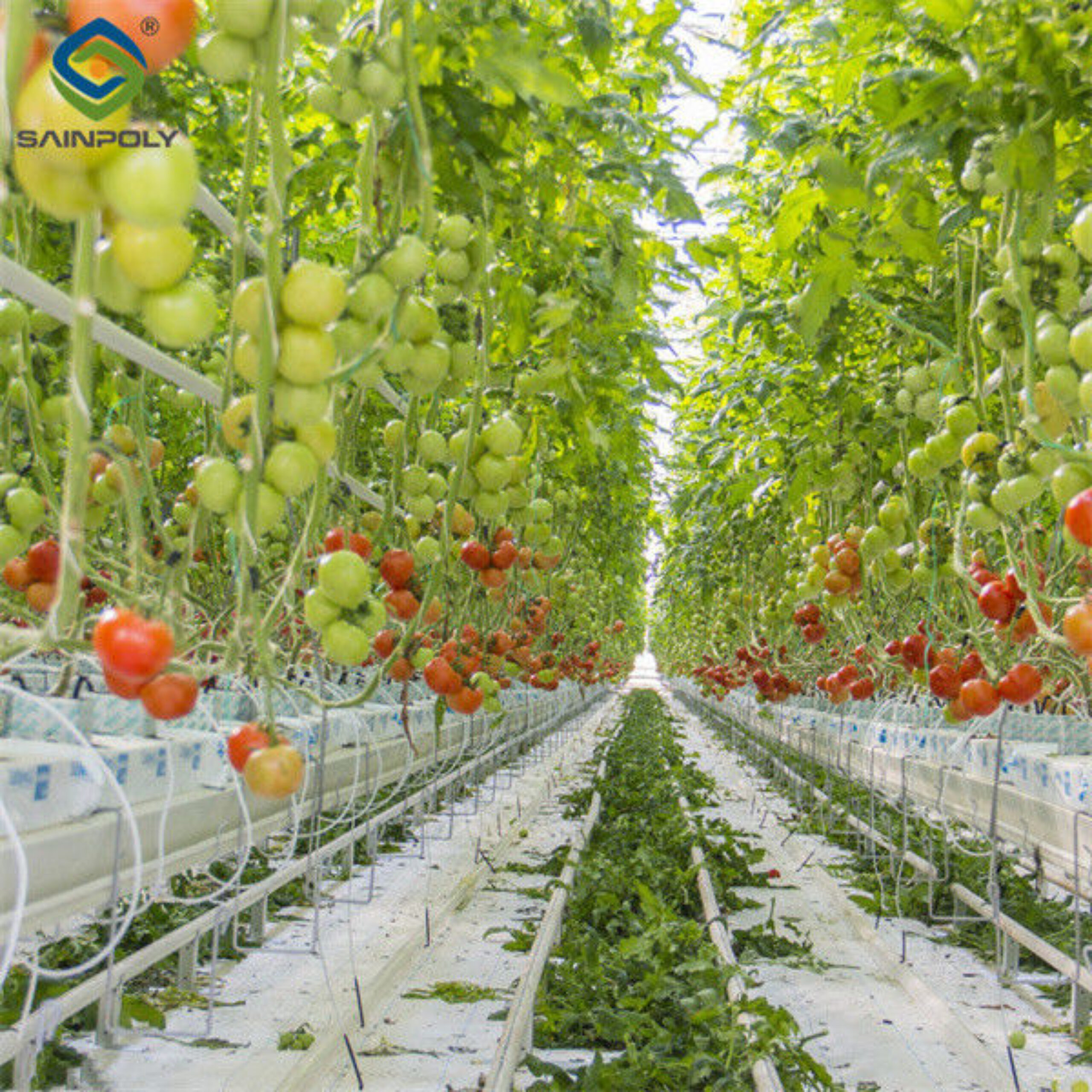 Greenhouse Hydroponics Gutter System With Grow Bags For Growing Tomato