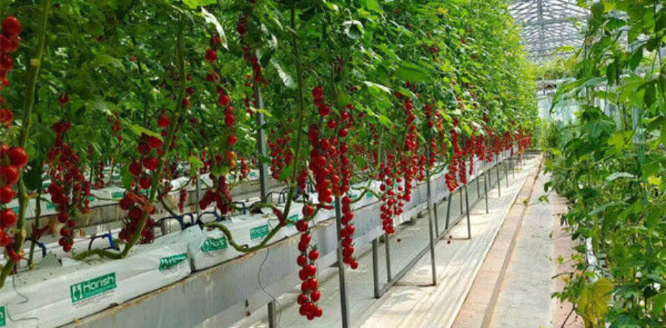 Greenhouse Hydroponics Gutter System With Grow Bags For Growing Tomato