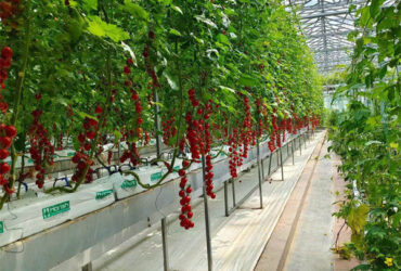 Greenhouse Hydroponics Gutter System With Grow Bags For Growing Tomato