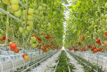 Greenhouse Hydroponics Gutter System With Grow Bags For Growing Tomato