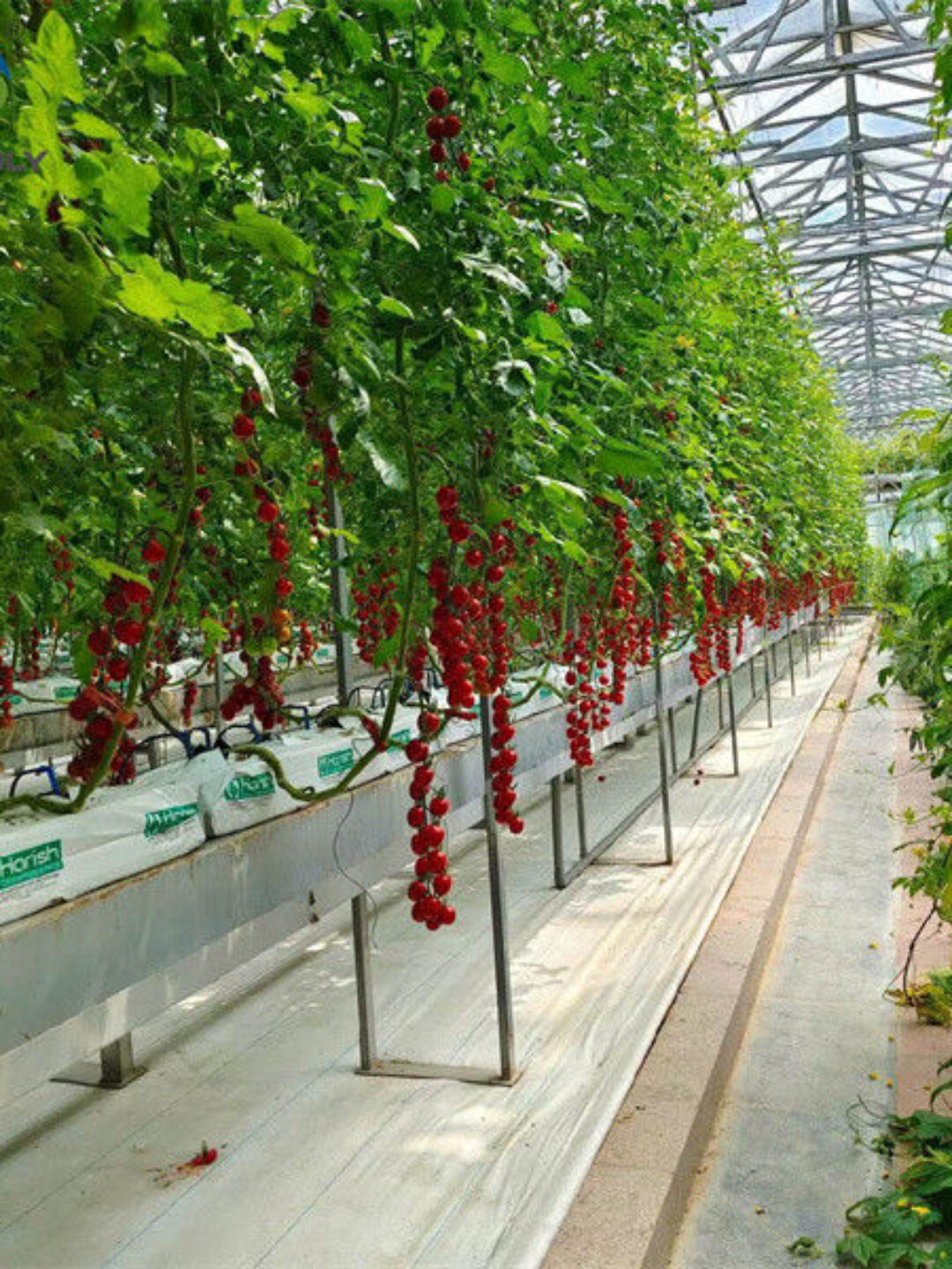 Greenhouse Hydroponics Gutter System With Grow Bags For Growing Tomato
