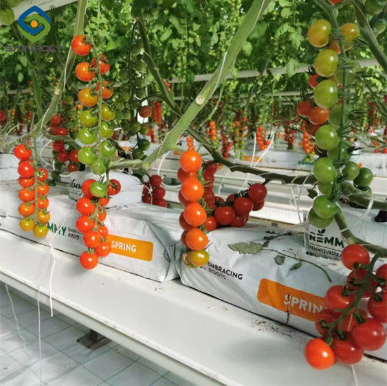 Greenhouse Hydroponics Gutter System With Grow Bags For Growing Tomato