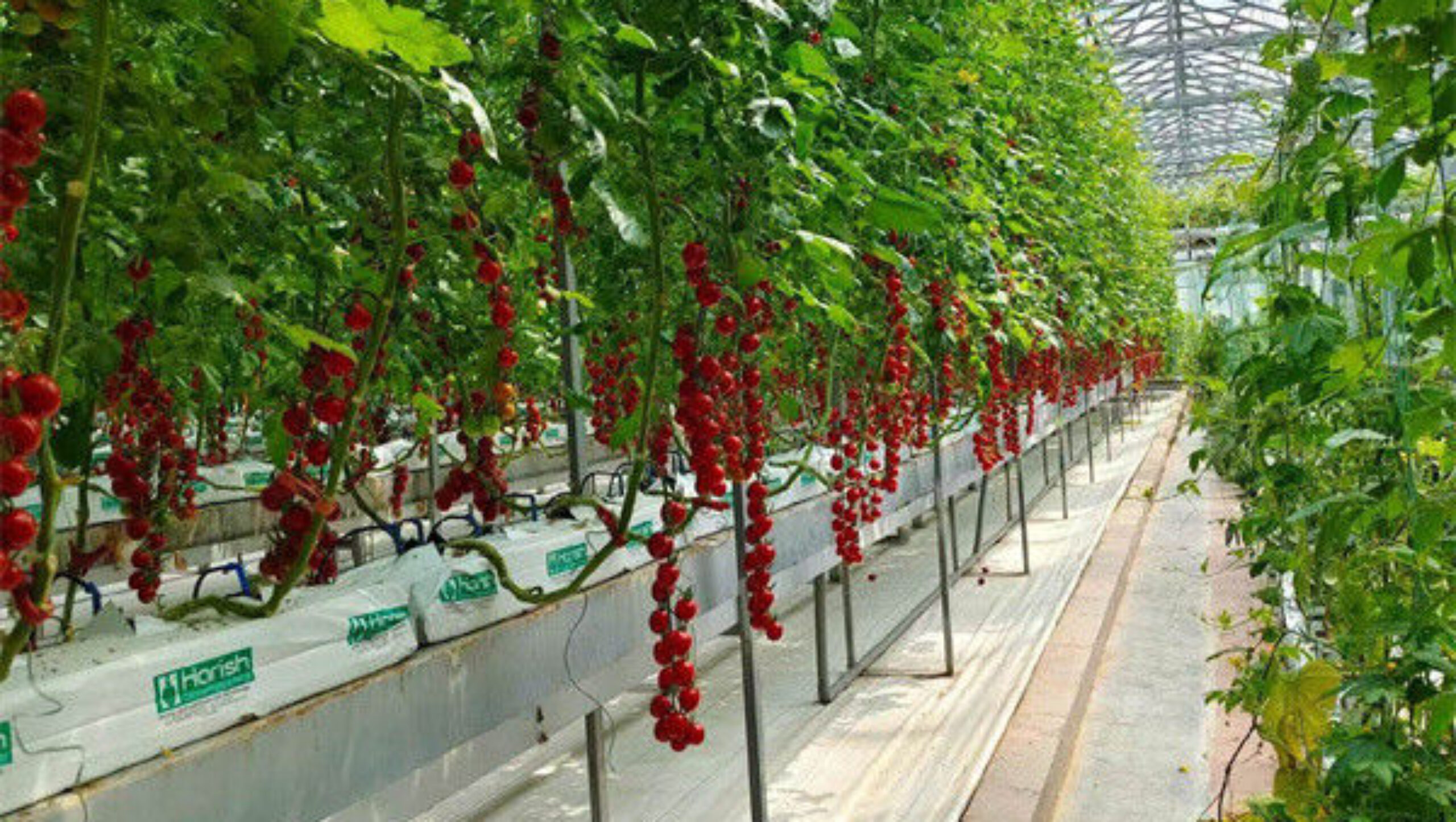 Greenhouse Hydroponics Gutter System With Grow Bags For Growing Tomato