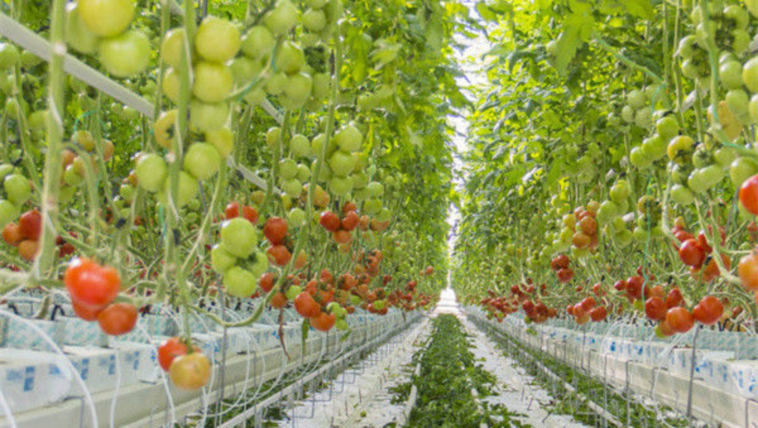 Greenhouse Hydroponics Gutter System With Grow Bags For Growing Tomato