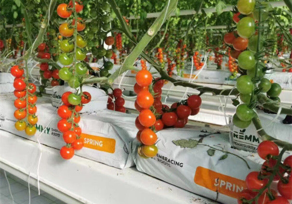 Greenhouse Hydroponics Gutter System With Grow Bags For Growing Tomato