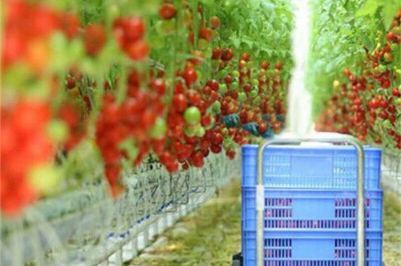 Greenhouse Hydroponics Gutter System With Grow Bags For Growing Tomato