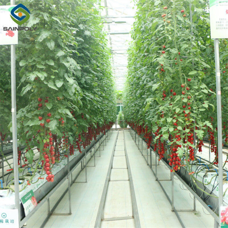 Gutter Growing System Commercial Tomato Greenhouse With Steel Structure