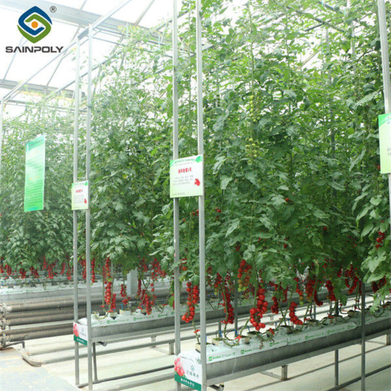 Gutter Growing System Commercial Tomato Greenhouse With Steel Structure