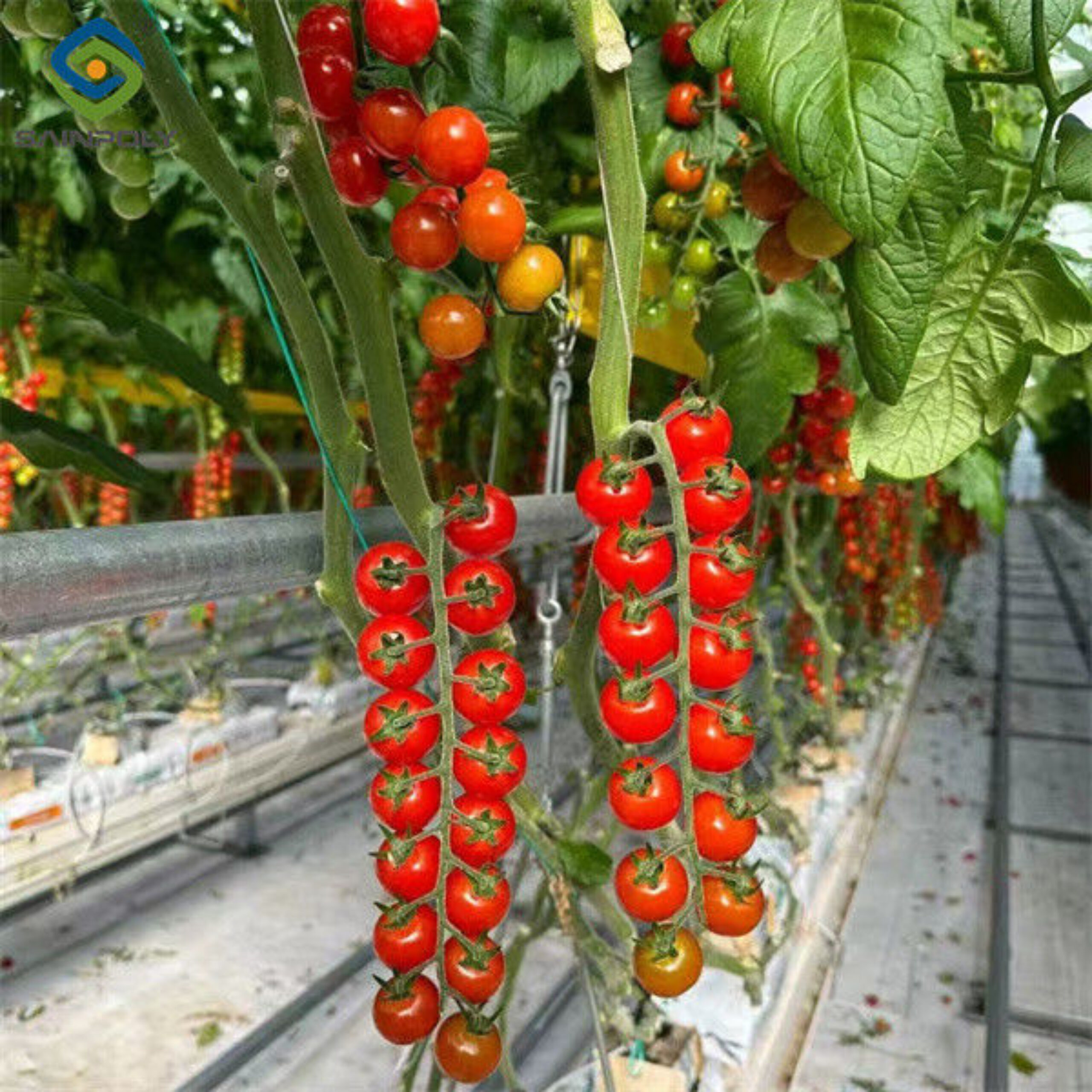 Gutter Growing System Commercial Tomato Greenhouse With Steel Structure