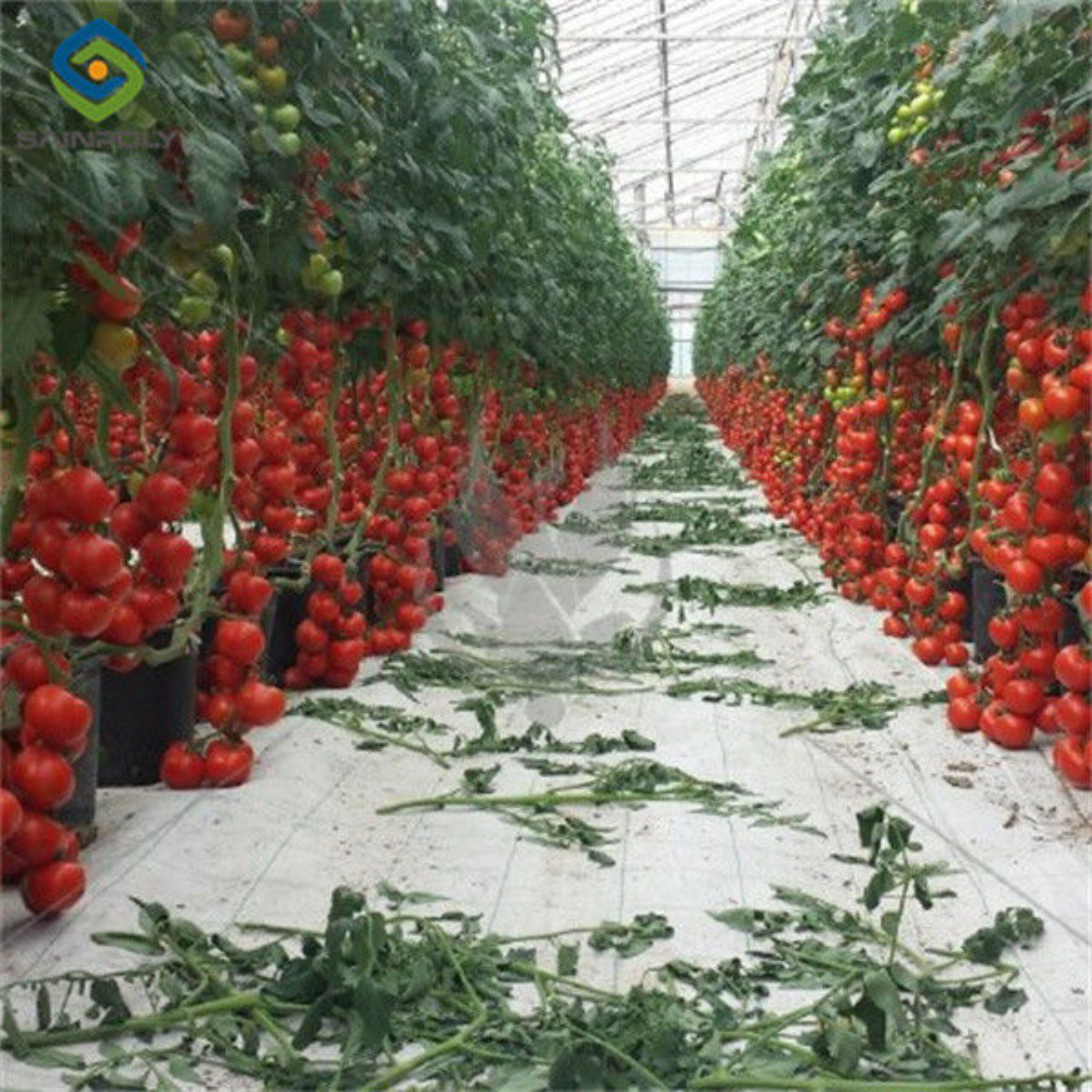 Gutter Growing System Commercial Tomato Greenhouse With Steel Structure