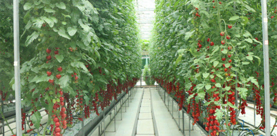 Gutter Growing System Commercial Tomato Greenhouse With Steel Structure