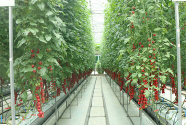 Gutter Growing System Commercial Tomato Greenhouse With Steel Structure
