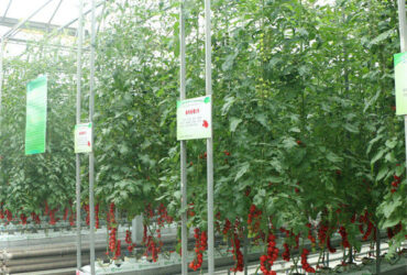 Gutter Growing System Commercial Tomato Greenhouse With Steel Structure