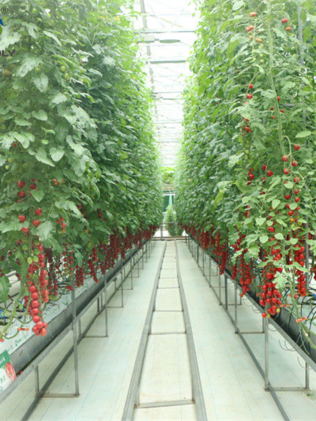 Gutter Growing System Commercial Tomato Greenhouse With Steel Structure