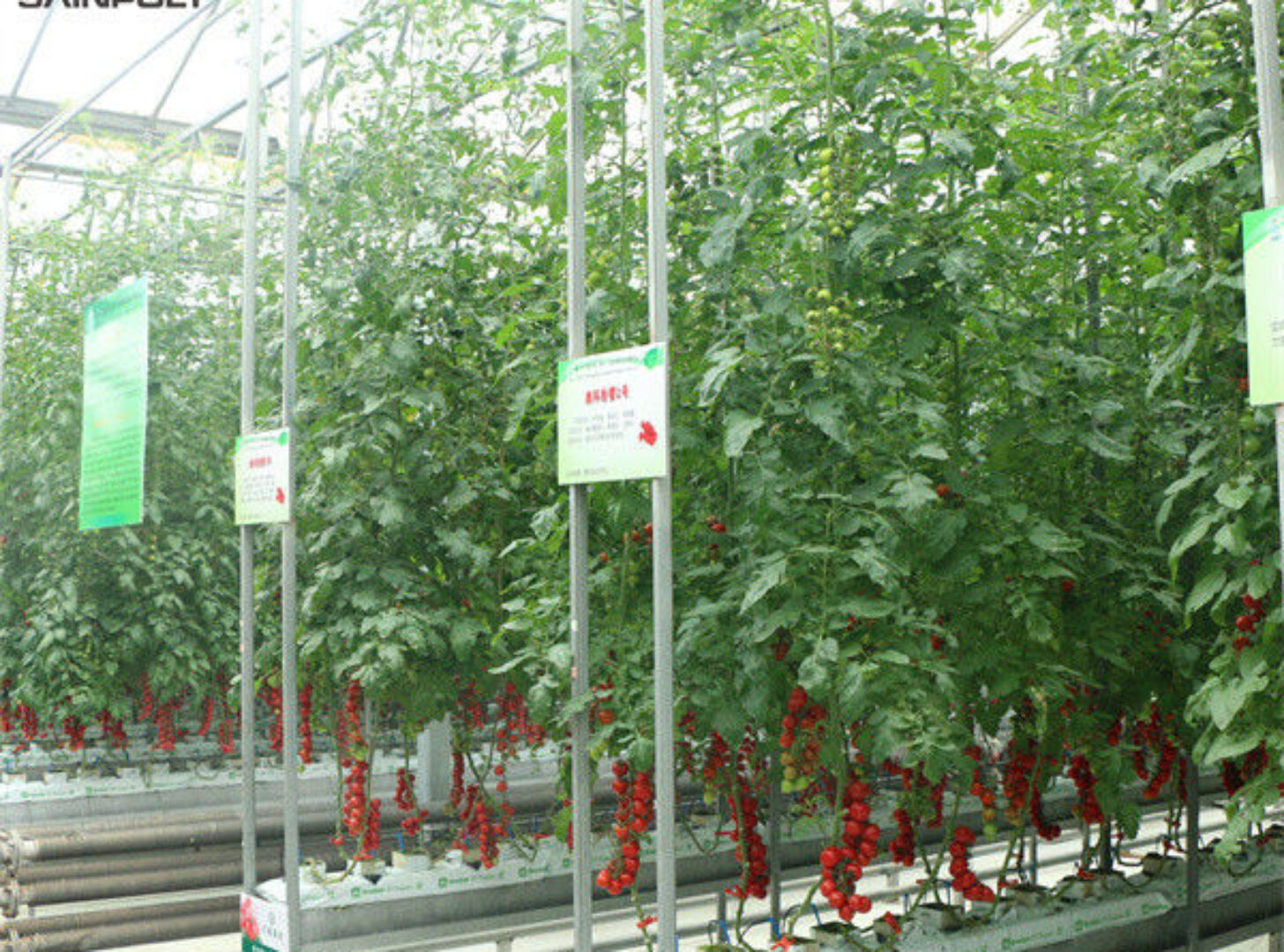 Gutter Growing System Commercial Tomato Greenhouse With Steel Structure