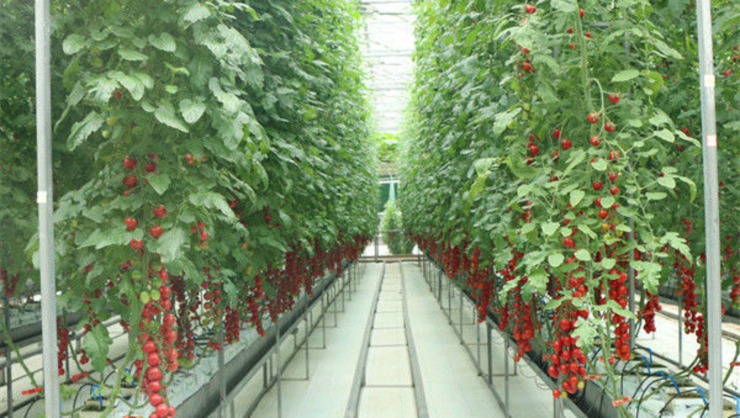Gutter Growing System Commercial Tomato Greenhouse With Steel Structure