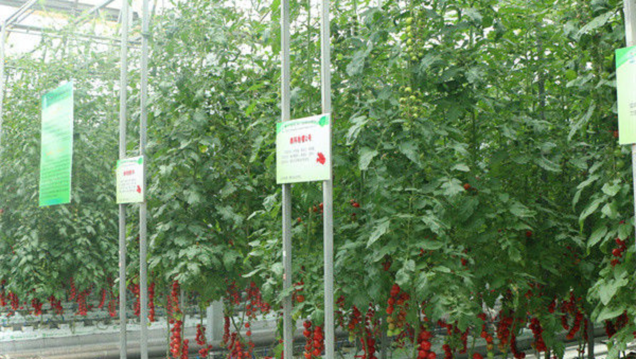 Gutter Growing System Commercial Tomato Greenhouse With Steel Structure