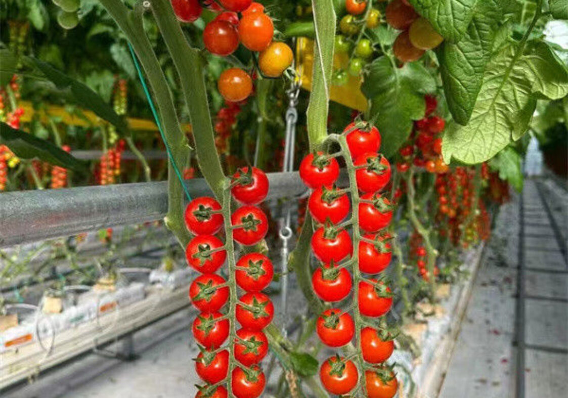 Gutter Growing System Commercial Tomato Greenhouse With Steel Structure