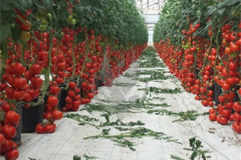 Gutter Growing System Commercial Tomato Greenhouse With Steel Structure