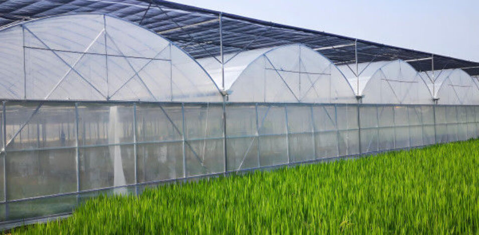 Heat Resisting Modern Multi Span Greenhouse For Commercial Agriculture