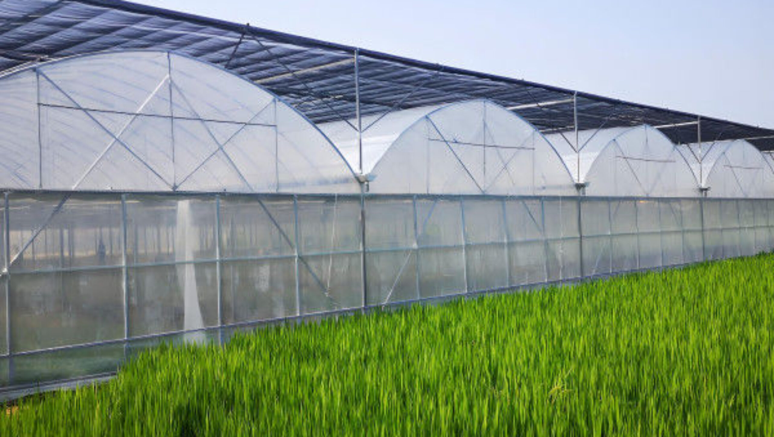 Heat Resisting Modern Multi Span Greenhouse For Commercial Agriculture