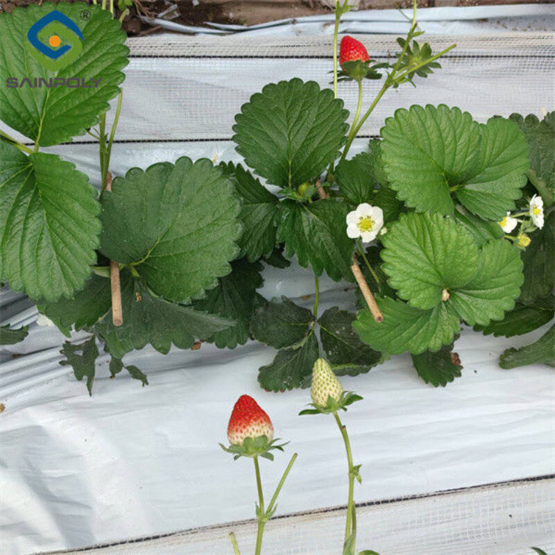 Heavy Duty Commercial Greenhouse Luxury Film Venlo Type For Stawberry