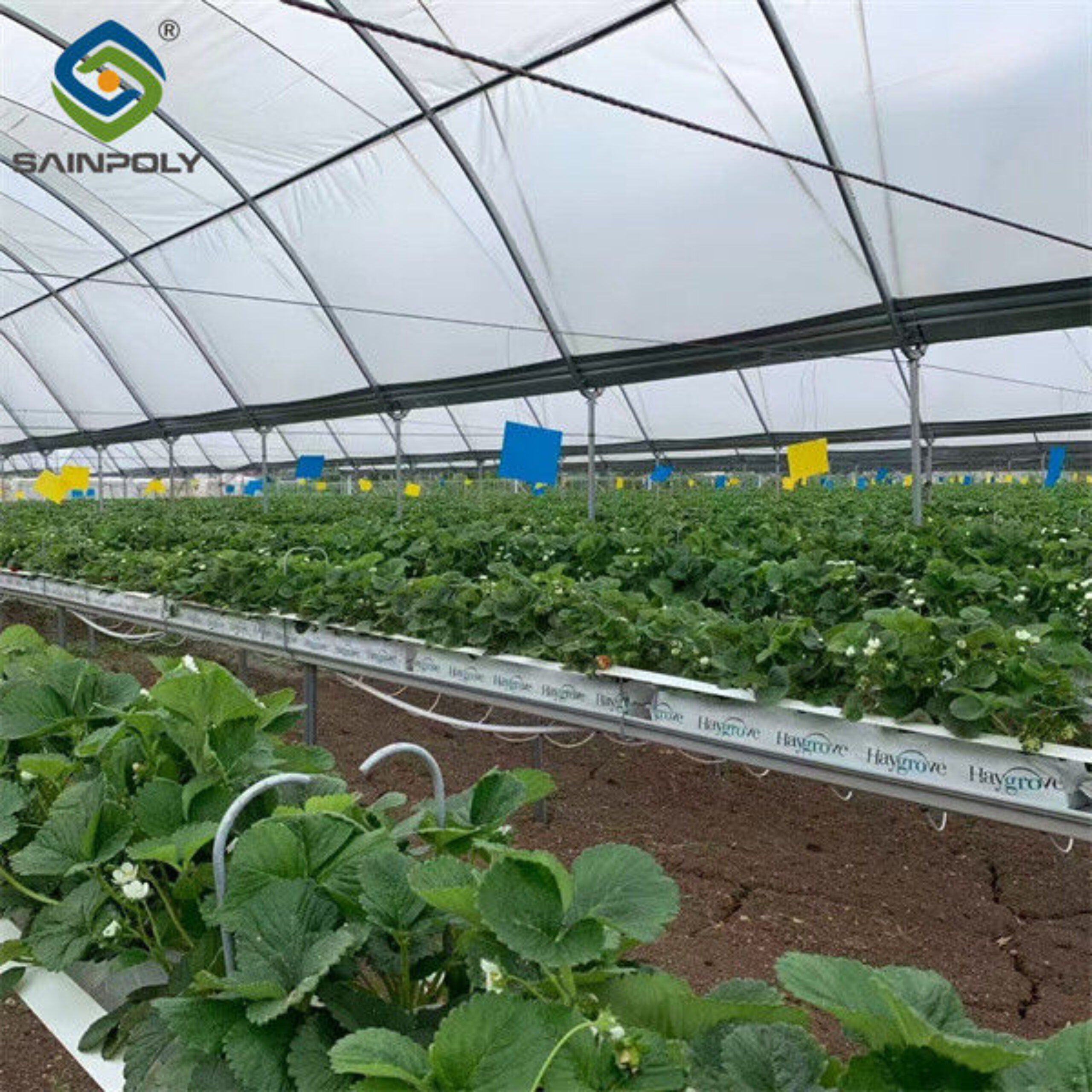 Heavy Duty Commercial Greenhouse Luxury Film Venlo Type For Stawberry