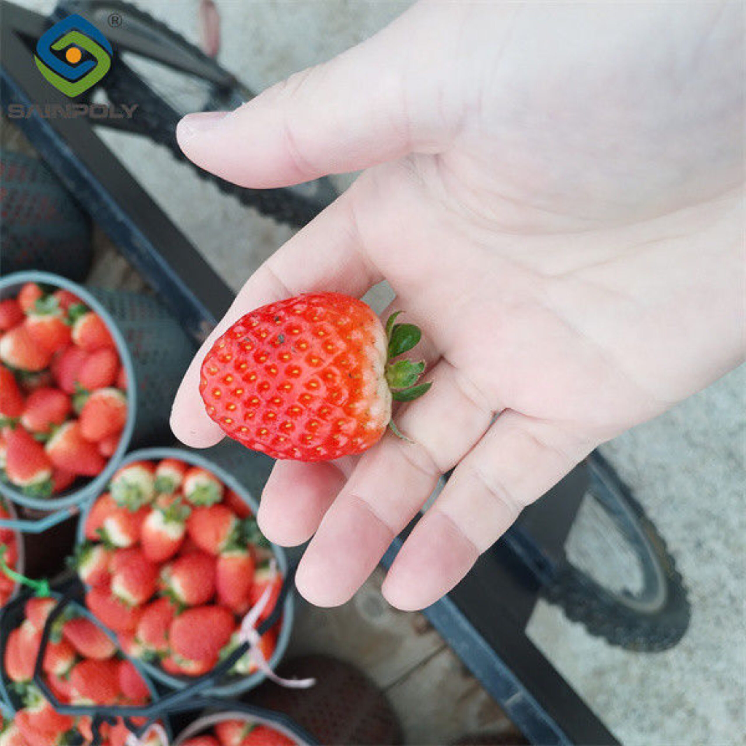 Heavy Duty Commercial Greenhouse Luxury Film Venlo Type For Stawberry