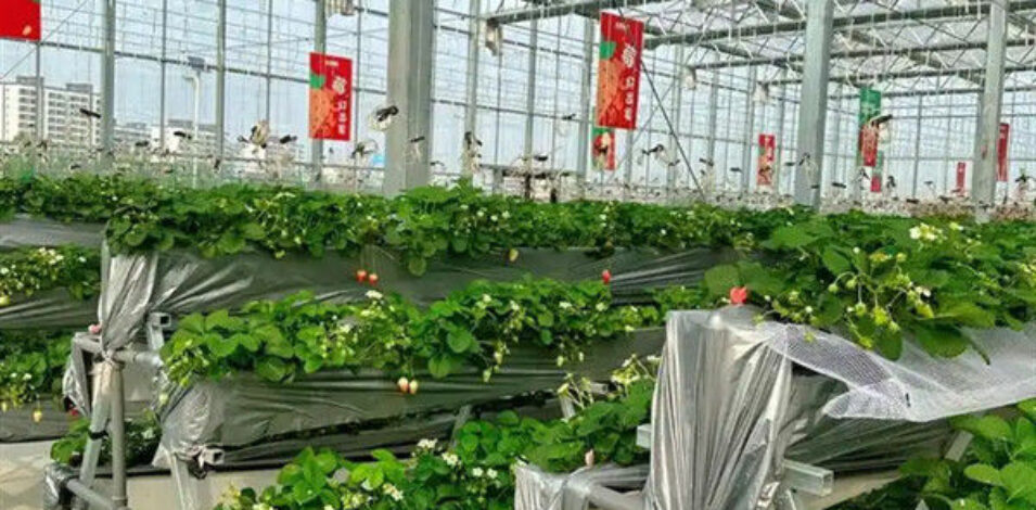 Heavy Duty Commercial Greenhouse Luxury Film Venlo Type For Stawberry