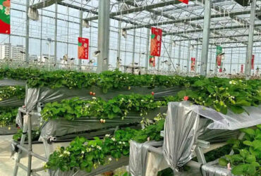Heavy Duty Commercial Greenhouse Luxury Film Venlo Type For Stawberry