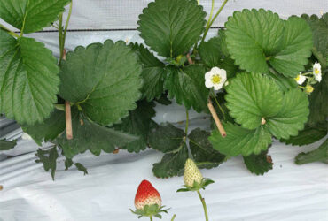 Heavy Duty Commercial Greenhouse Luxury Film Venlo Type For Stawberry