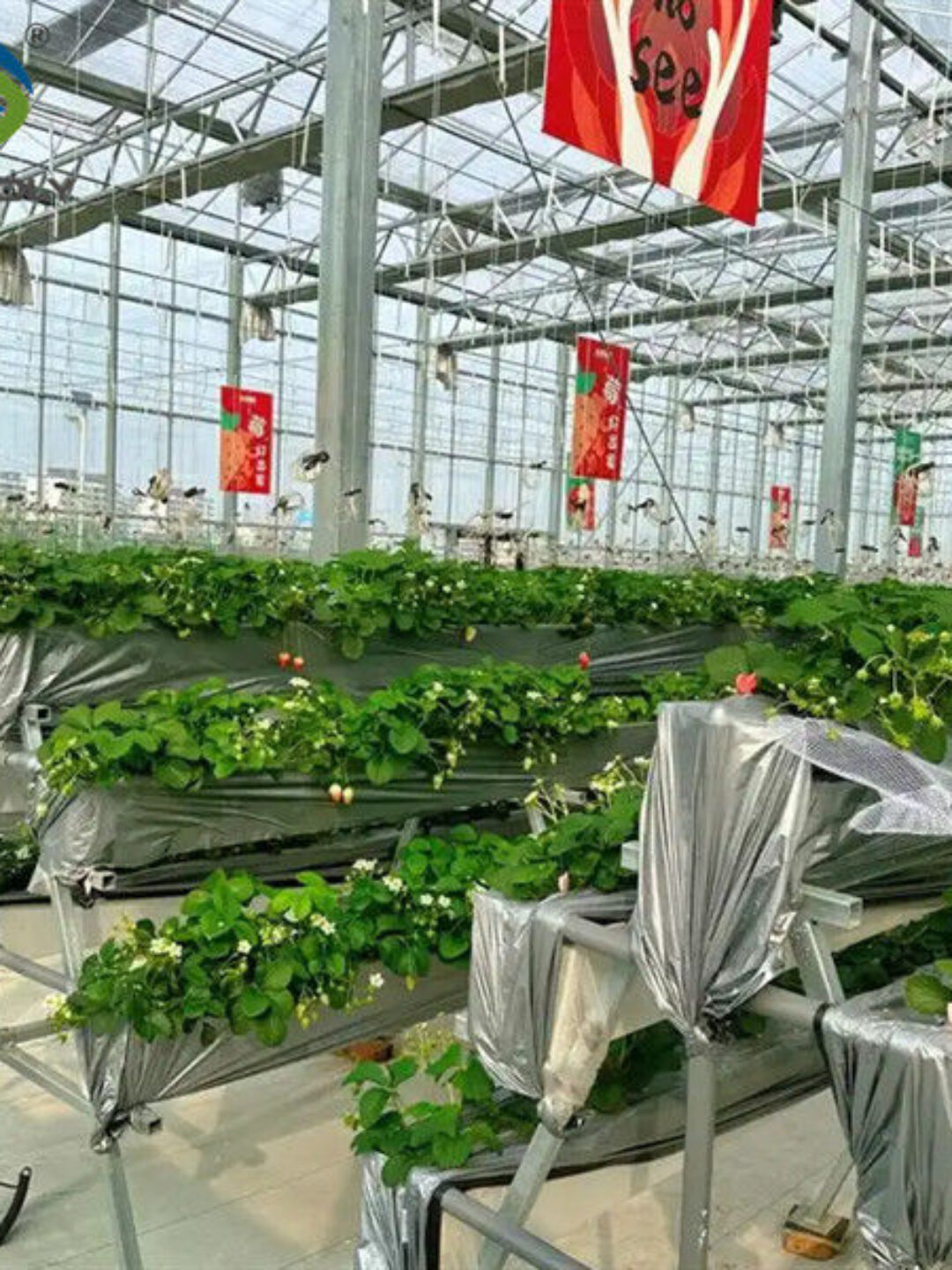 Heavy Duty Commercial Greenhouse Luxury Film Venlo Type For Stawberry