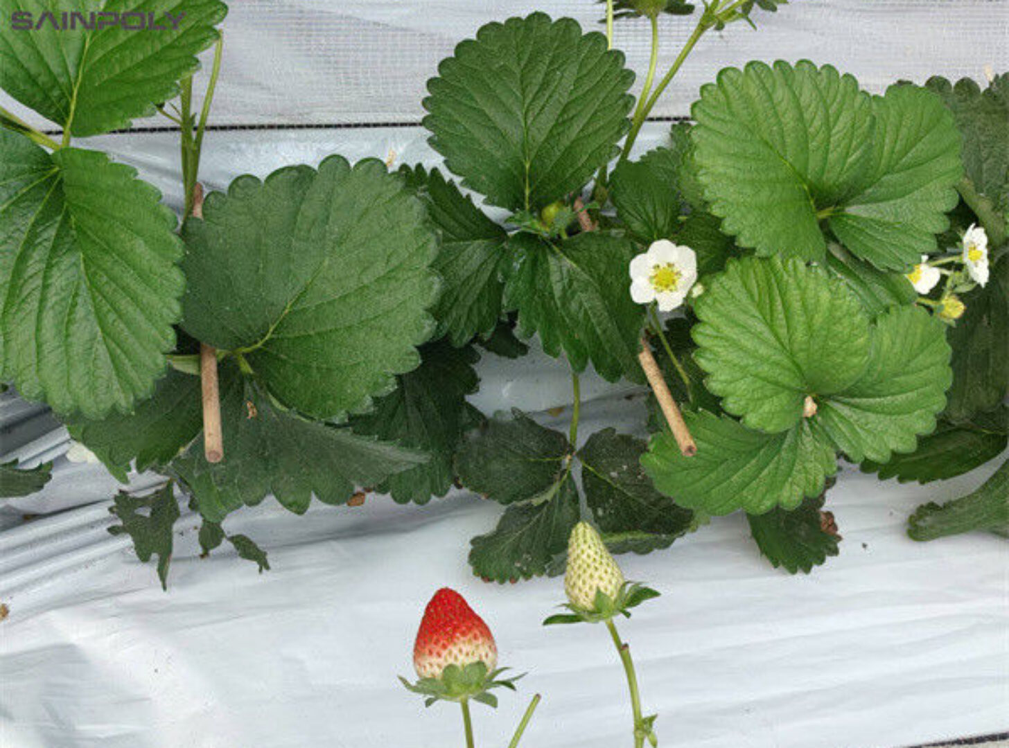 Heavy Duty Commercial Greenhouse Luxury Film Venlo Type For Stawberry