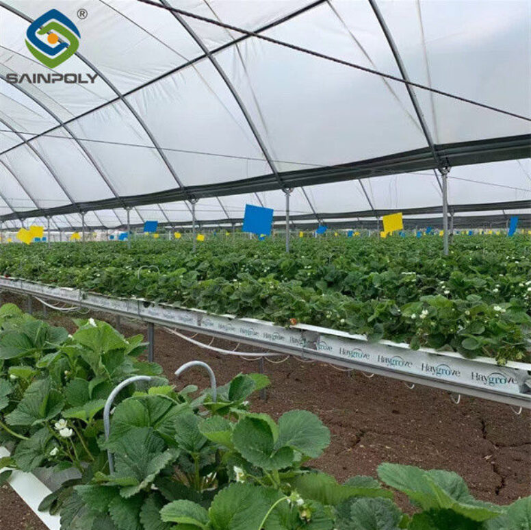 Heavy Duty Commercial Greenhouse Luxury Film Venlo Type For Stawberry