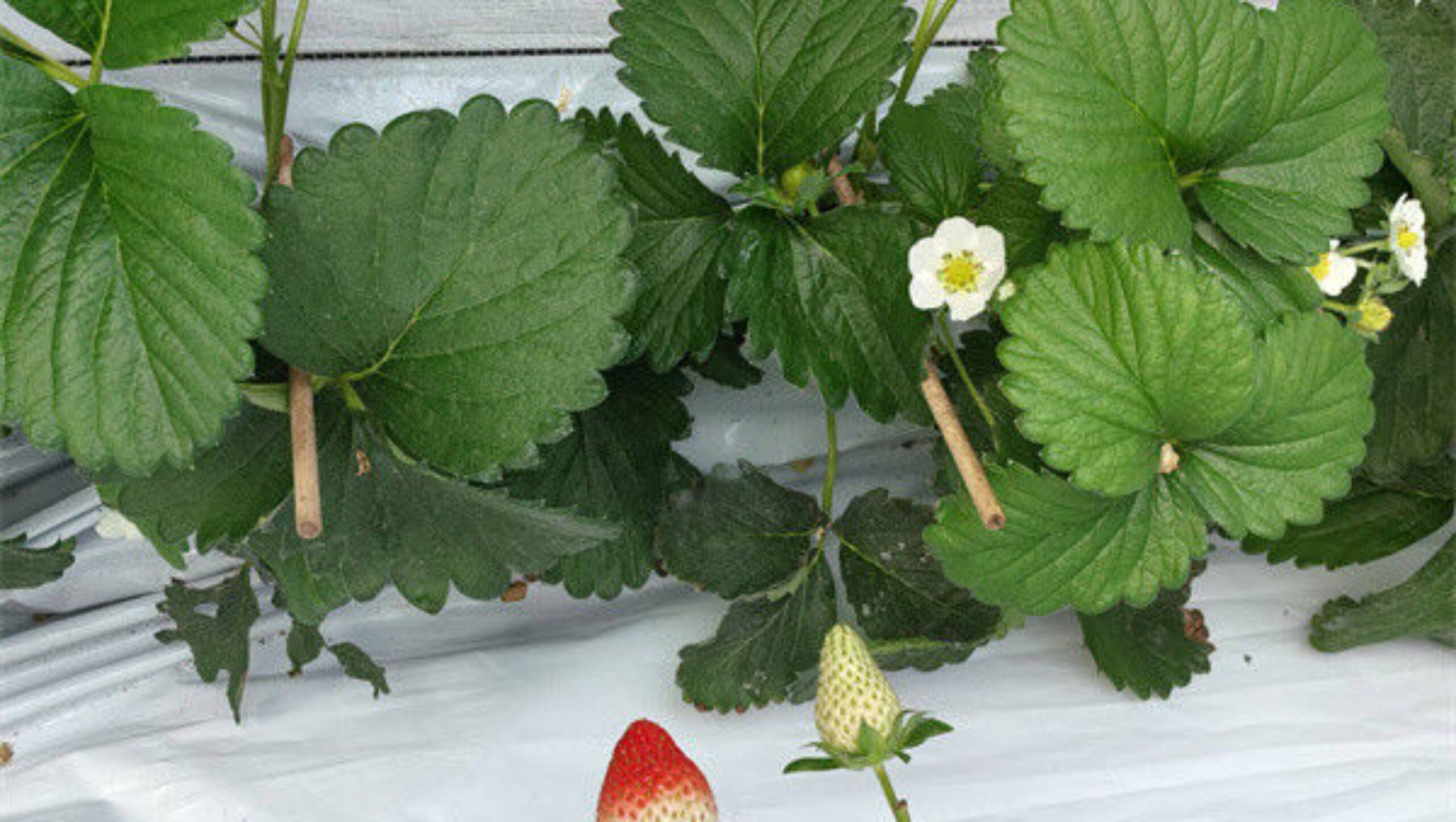 Heavy Duty Commercial Greenhouse Luxury Film Venlo Type For Stawberry