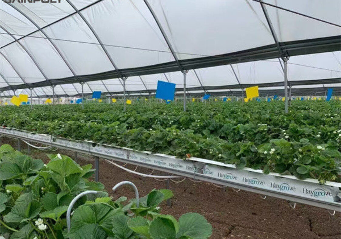 Heavy Duty Commercial Greenhouse Luxury Film Venlo Type For Stawberry